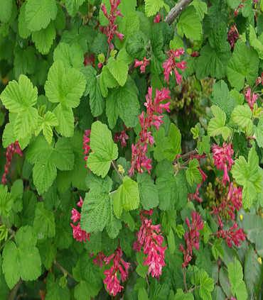 Groseillier à fleurs