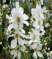 Exochorda x macrantha