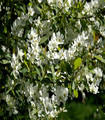 Exochorda macrantha blanche