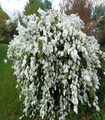 Exochorda macrantha