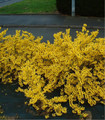 Forsythia rampant jaune