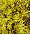 Forsythia x intermedia