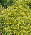 Euonymus japonicus