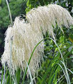 Herbe de la Pampa - Gynerium selloana