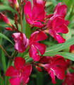 Laurier rose - Nerium oleander