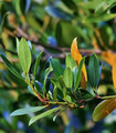 Laurier sauce - Laurus nobilis