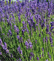 Lavande - Lavandula angustifolia