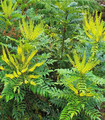 Mahonia - Mahonia x media ‘Charity’