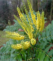 Mahonia