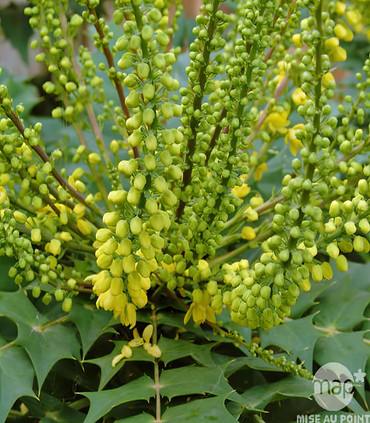 Mahonia asie