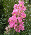 Lagerstroemia indica