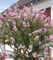 Lagerstroemia indica rose