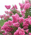 Lilas des Indes rose - Lagerstroemia indica