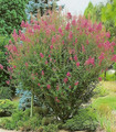 Lagerstroemia indica rouge