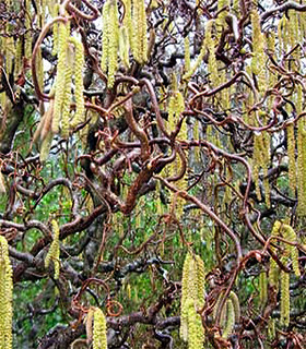 Noisetier tortueux - Corylus avellana ‘Contorta’