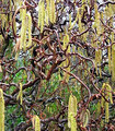 Noisetier tortueux - Corylus avellana ‘Contorta’