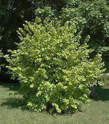 Noisetier Corylus avellana vert