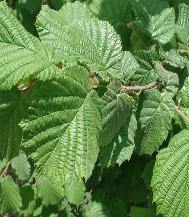 Noisetier Corylus avellana vert