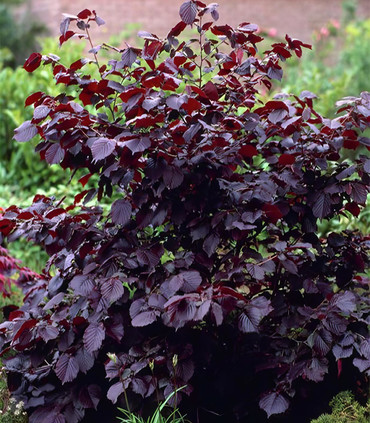 Noisetier Corylus avellana pourpre