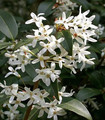 Osmanthe - Osmanthus burkwoodii