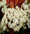 Photinia en fleurs