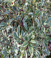 Photinia vert