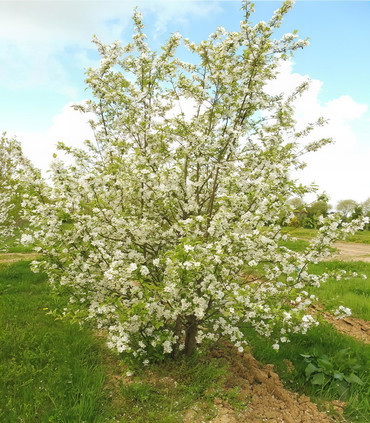 Pommier à fleurs blanches