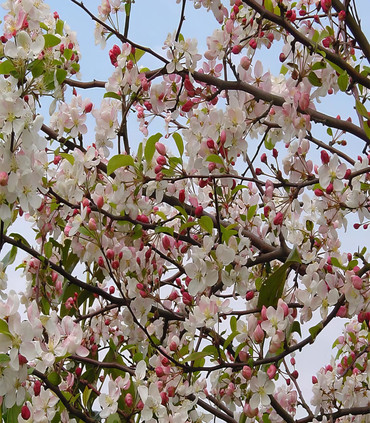 Pommier à fleurs blanches - Malus perpetu 'Everest'