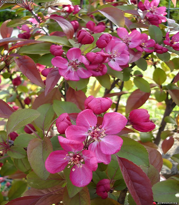 Pommier à fleurs pourpres