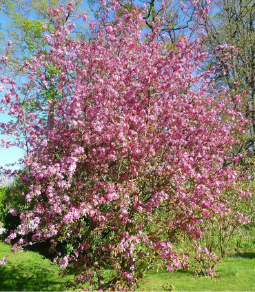 Pommier à fleurs pourpres - Malus coccinella 'Courtarou'