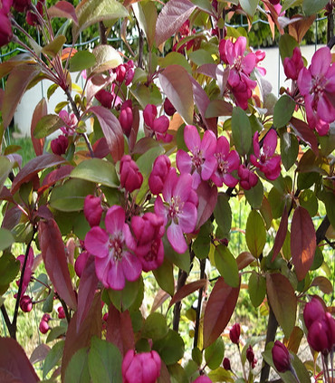 Malus coccinella 'Courtarou'