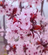 Prunier de Pissard - Prunus cerasifera 'Pissardii'