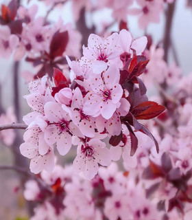 Prunier de Pissard - Prunus cerasifera 'Pissardii'