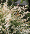 Saule crevette - Salix integra 'Hakuro nishiki'