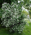 Seringat double - Philadelphus 'Snowbelle'