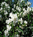 Seringat double - Philadelphus 'Snowbelle'