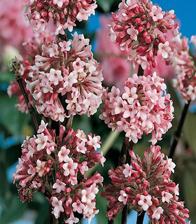 Viorne de Bodnantens