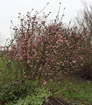 Viorne de Bodnantense - Viburnum x bodnatense