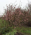 Viorne de Bodnantense - Viburnum x bodnatense