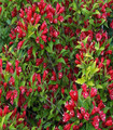 Weigelia rouge