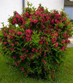 Weigelia rouge