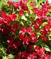 Weigelia rouge