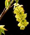 Corylopsis pauciflora