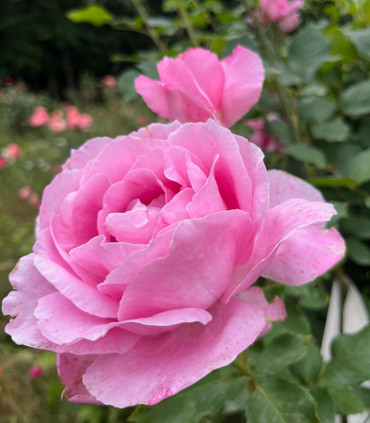 SAINT LOUIS DE VERSAILLES   ®