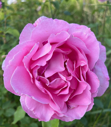 SAINT LOUIS DE VERSAILLES   ®