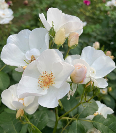 MYRIAM ROSA MYSTICA ™