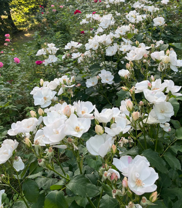 MYRIAM ROSA MYSTICA ™