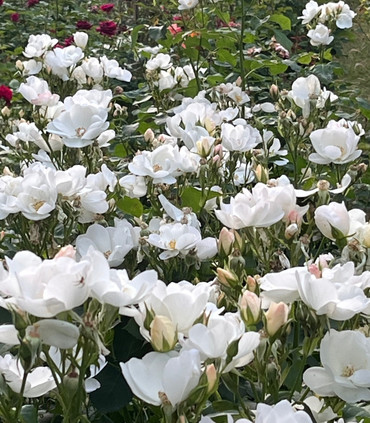 MYRIAM ROSA MYSTICA ™