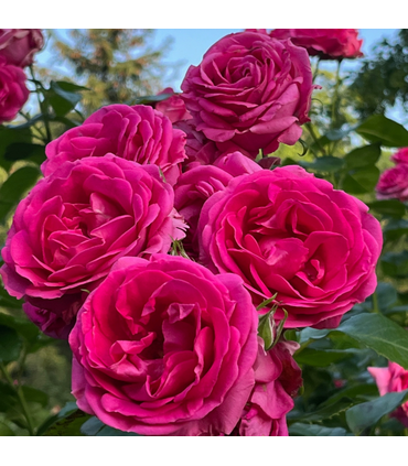 BRIGITTE LAPOUGE-DEJEAN ®