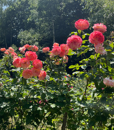 ROSINE ET FIGARO ™